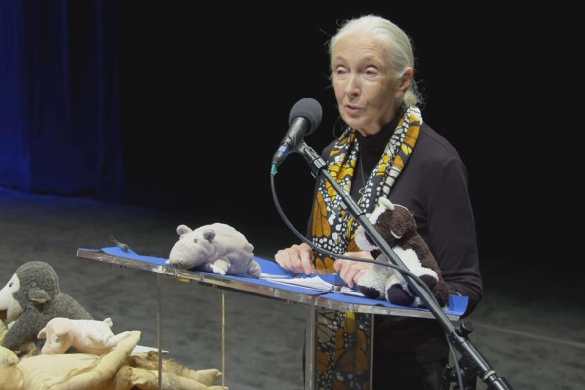 GOOD10 // The Earth Issue // The Media: National Geographic's 'Jane Goodall: The Hope'