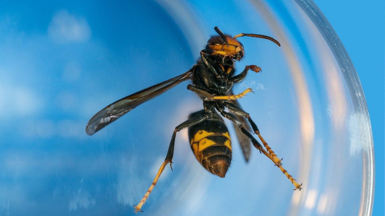 Twitter's hilarious reaction to 'murder hornets' provides a nice break from being terrified