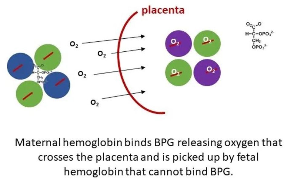 How does a human baby 'breathe' while inside the womb? GOOD