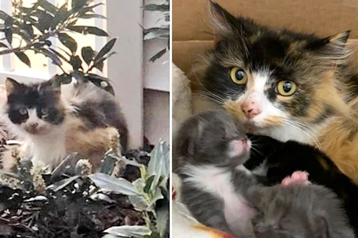 Stray Cat Wouldn’t Accept Help Until Woman Found Her Kittens