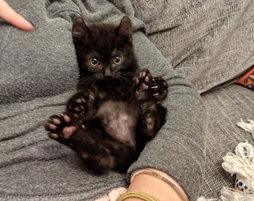 Kitten with Extra Toes Took to Family Cat and Insisted on Being Her ...