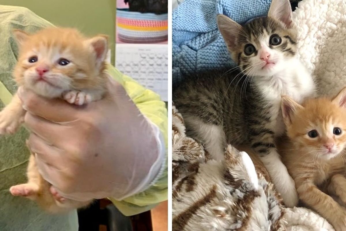 Kitten Finds Perfect Buddy to Cuddle After Being Rescued from Uncertain Fate