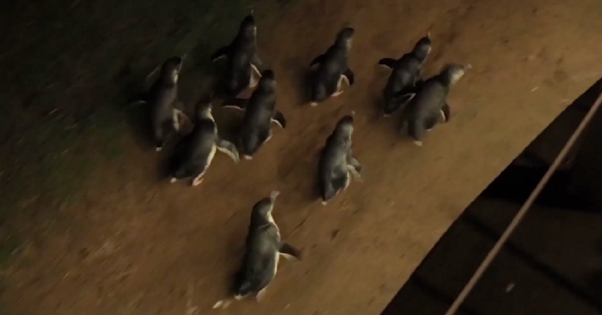 BBC Sports Commentator Uses His Skills To Turn A Penguin Parade Into A Hilarious Race