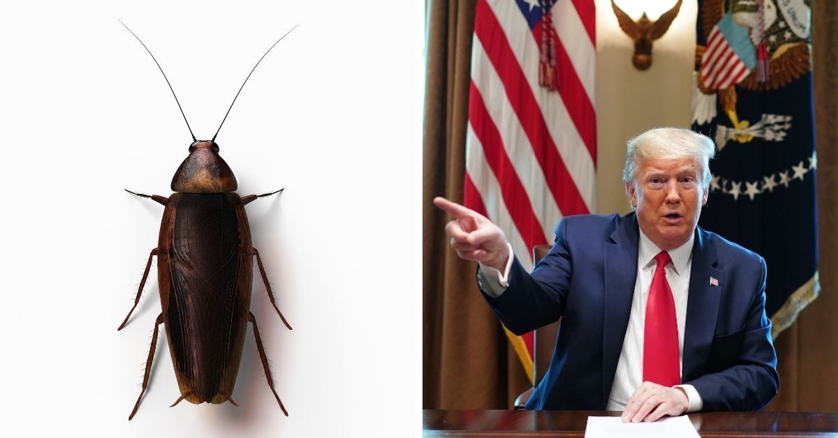 Reporter Captures Photo Of Big Cockroach Roaming Around The White House—And The Jokes Practically Write Themselves