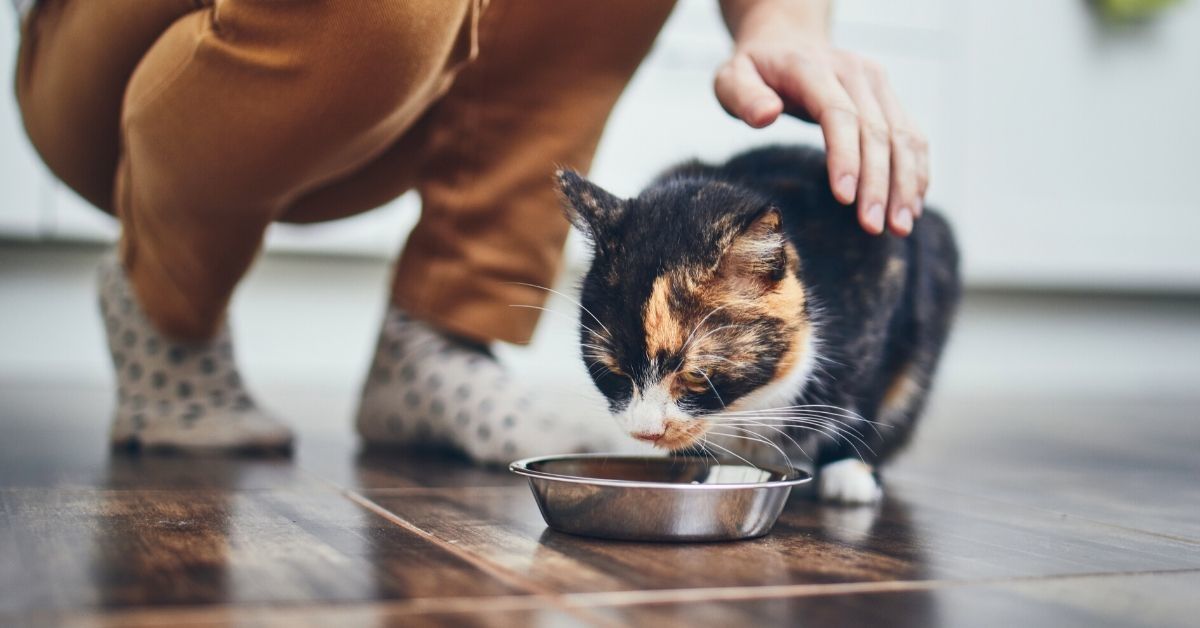 Mom Bans Her Stepdaughter Who Gets Physically Ill At The Sight Of Meat From Giving Their Cat Vegan Food