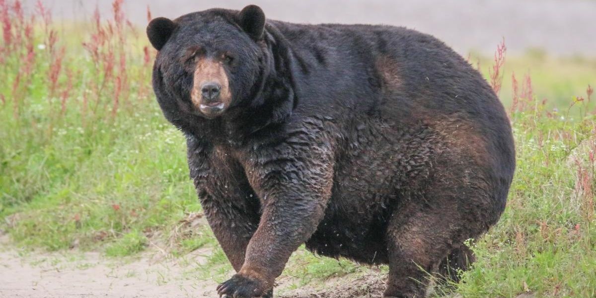 This exceptionally chunky black bear in North Carolina is all of us