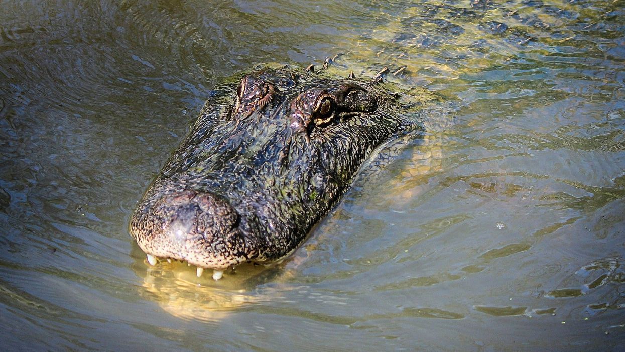 Two huge alligators were caught on video fighting in Florida and yep, gators are still scary