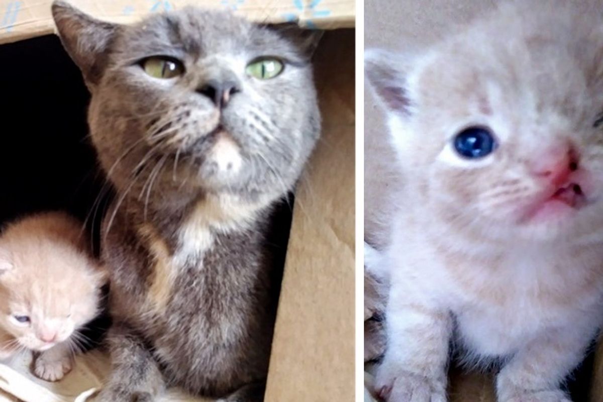 Stray Cat Takes Rescuers to Her Kittens - One of Them Has a Permanent Wink
