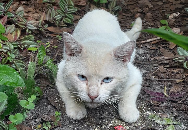 cute, cat, stray, blue-eyed