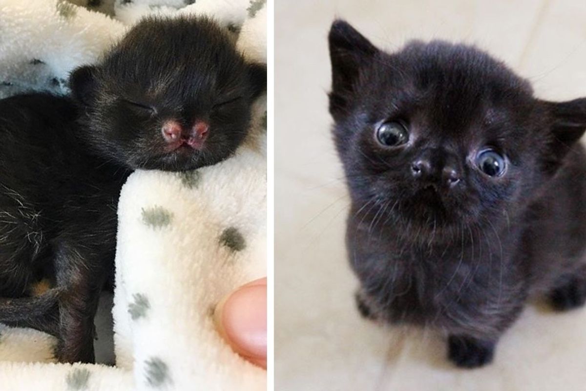 Kitten with Cutest Nose is Thriving After She Was Found in Backyard