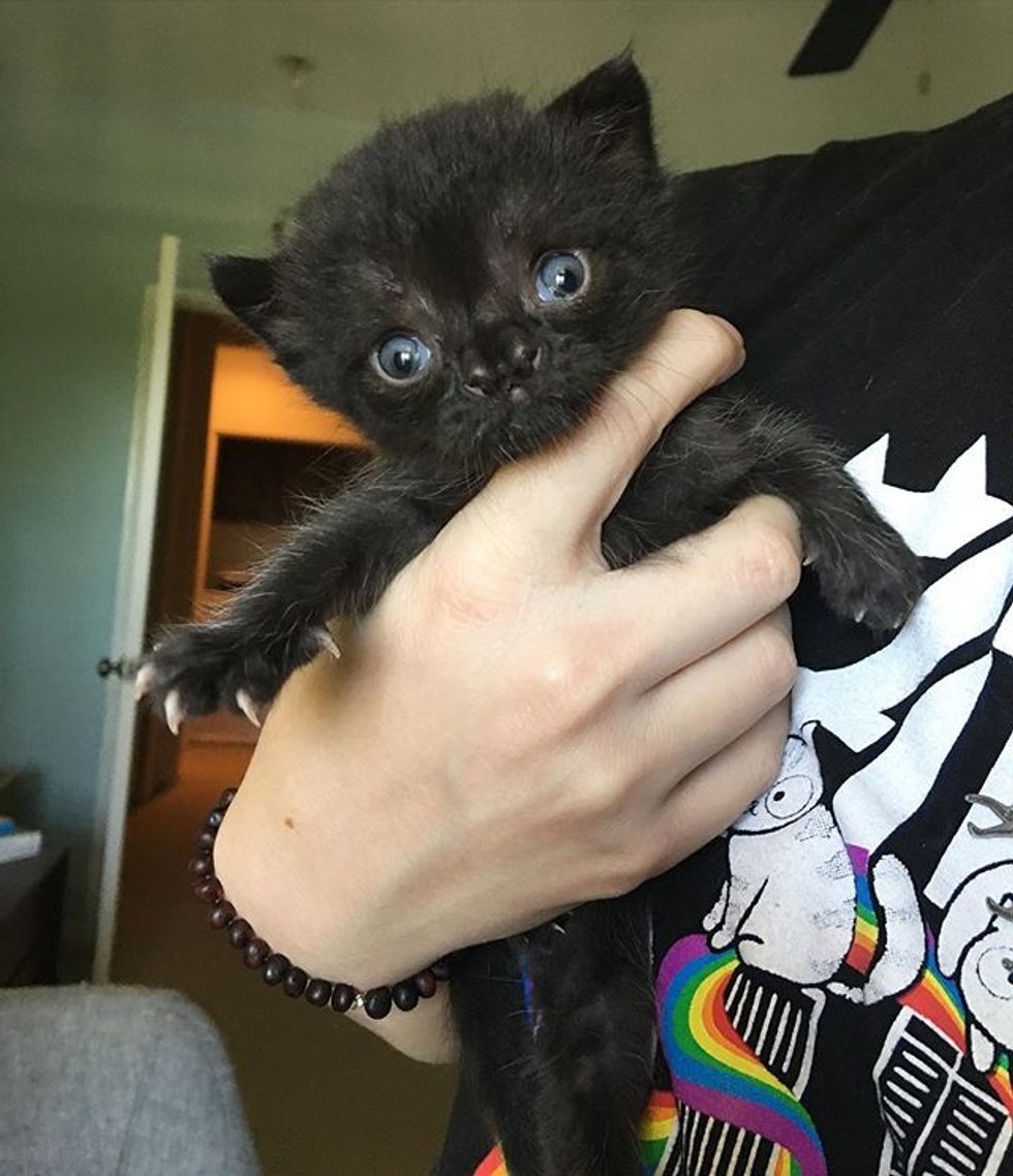 Kitten with Cutest Nose is Thriving After She Was Found in Backyard ...