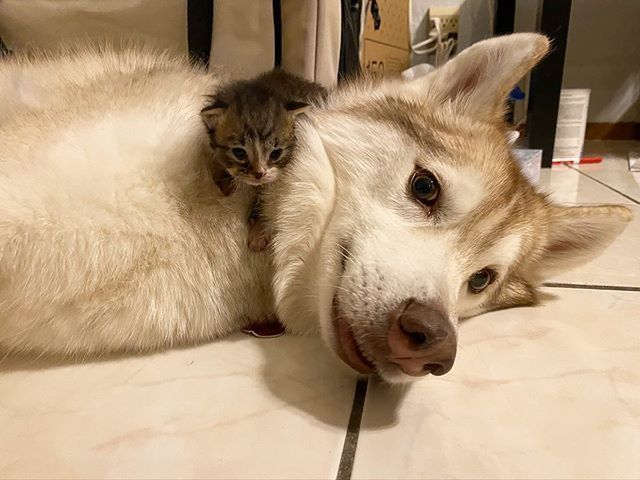 cute, kitten, husky, dog