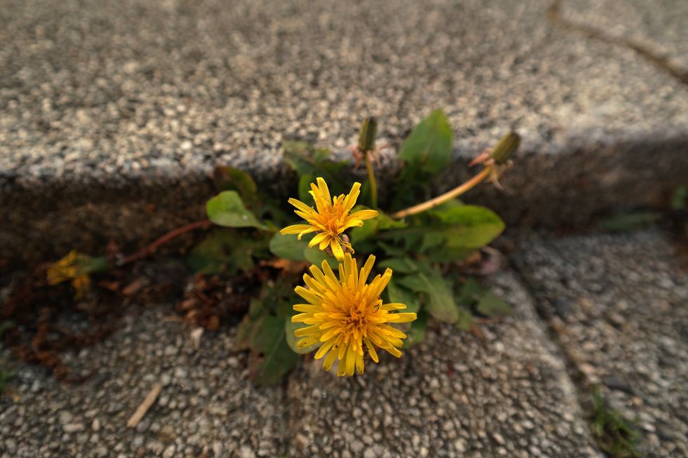 Cracked concrete growing flowers