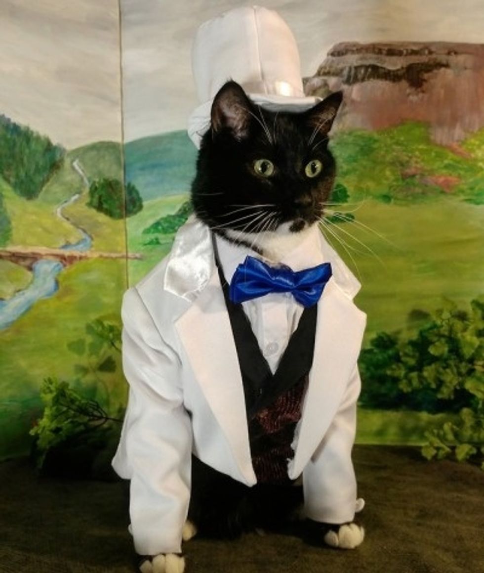 Cat Wearing Tuxedo Stock Image Of Mammal, Funny 53140076