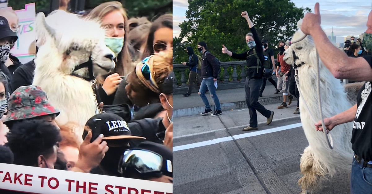 Caesar The 'No Drama Llama' Narrowly Escaped Getting Teargassed By Police At A Black Lives Matter Protest In Portland