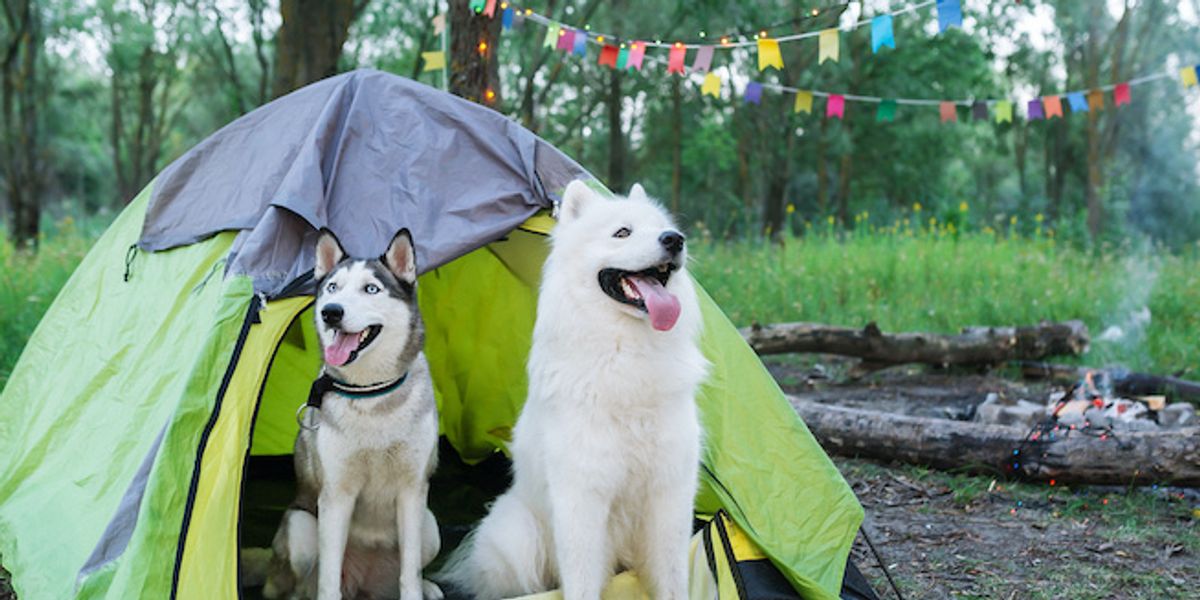 5 top pet gadgets for your next outdoor camping adventure Gearbrain