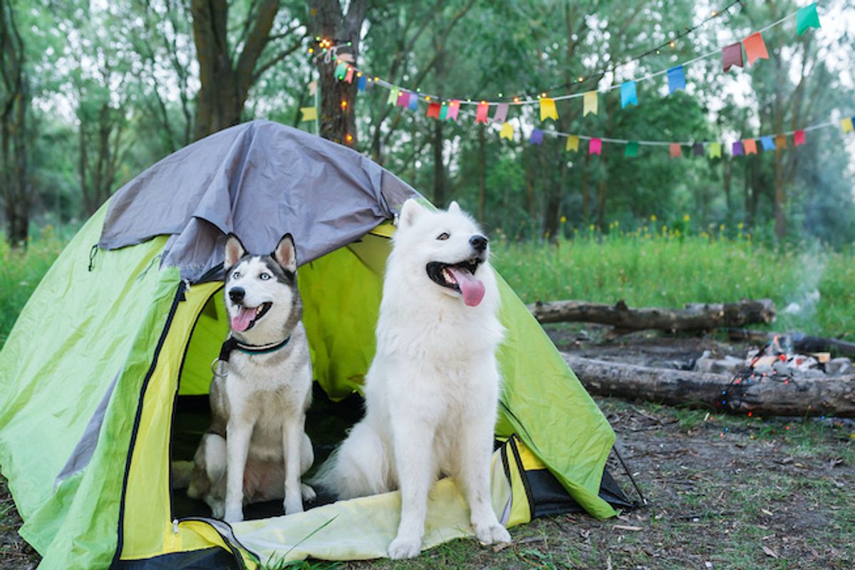 Two dogs in a camping tent outside