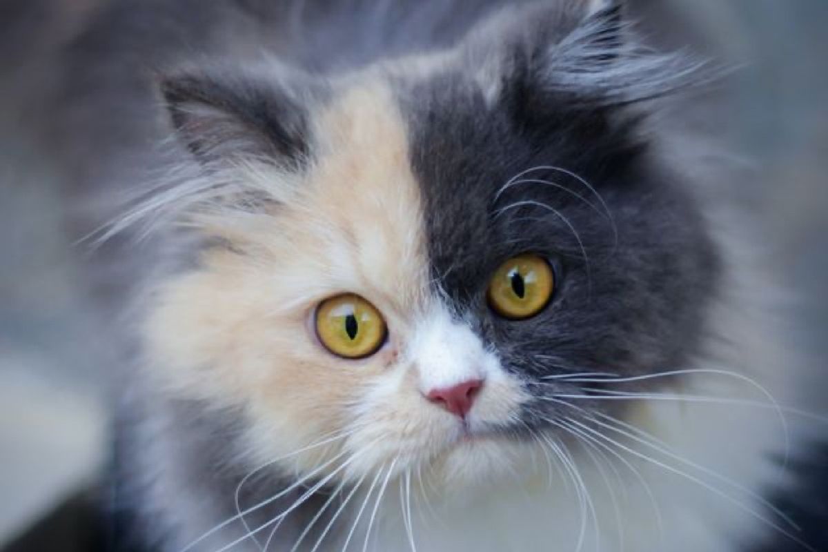 How To Tell Difference Between Calico, Tortie, Torbie, Tabby Cats and Kittens