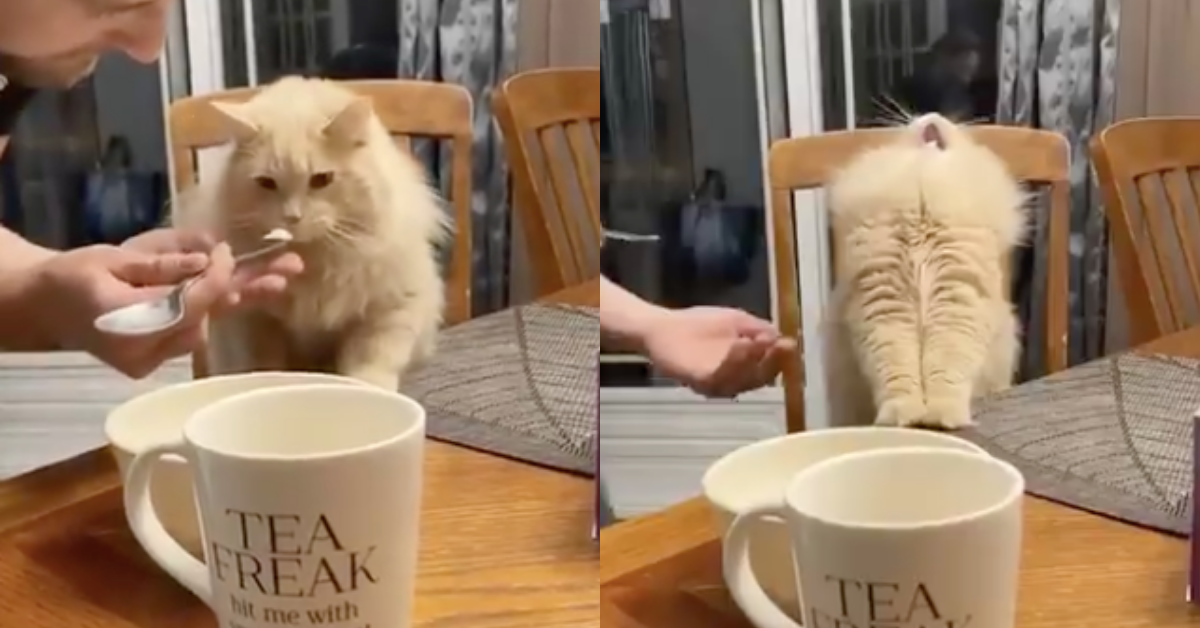 Man Called Out For 'Animal Cruelty' After Video Of Him Feeding His Cat Ice Cream Goes Viral