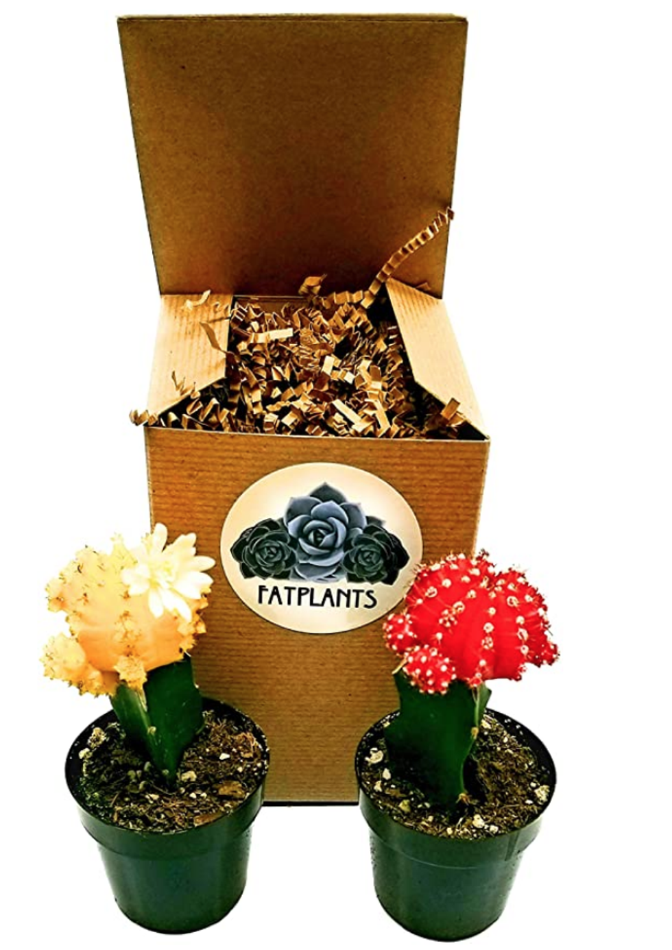 11 Plants That Make PERFECT Gifts