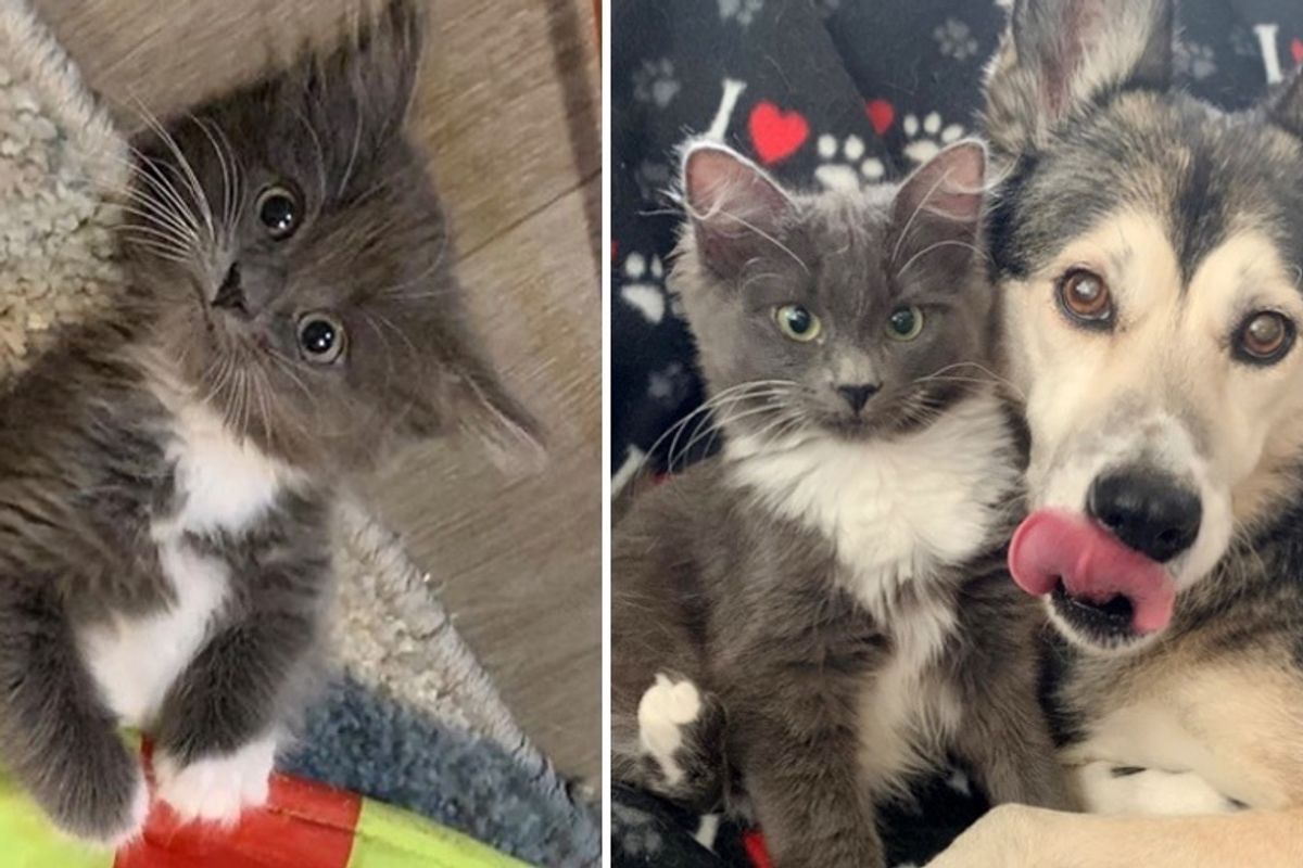 Kitten with Incredible Spirit Finds Wonderful Family She Always Wanted