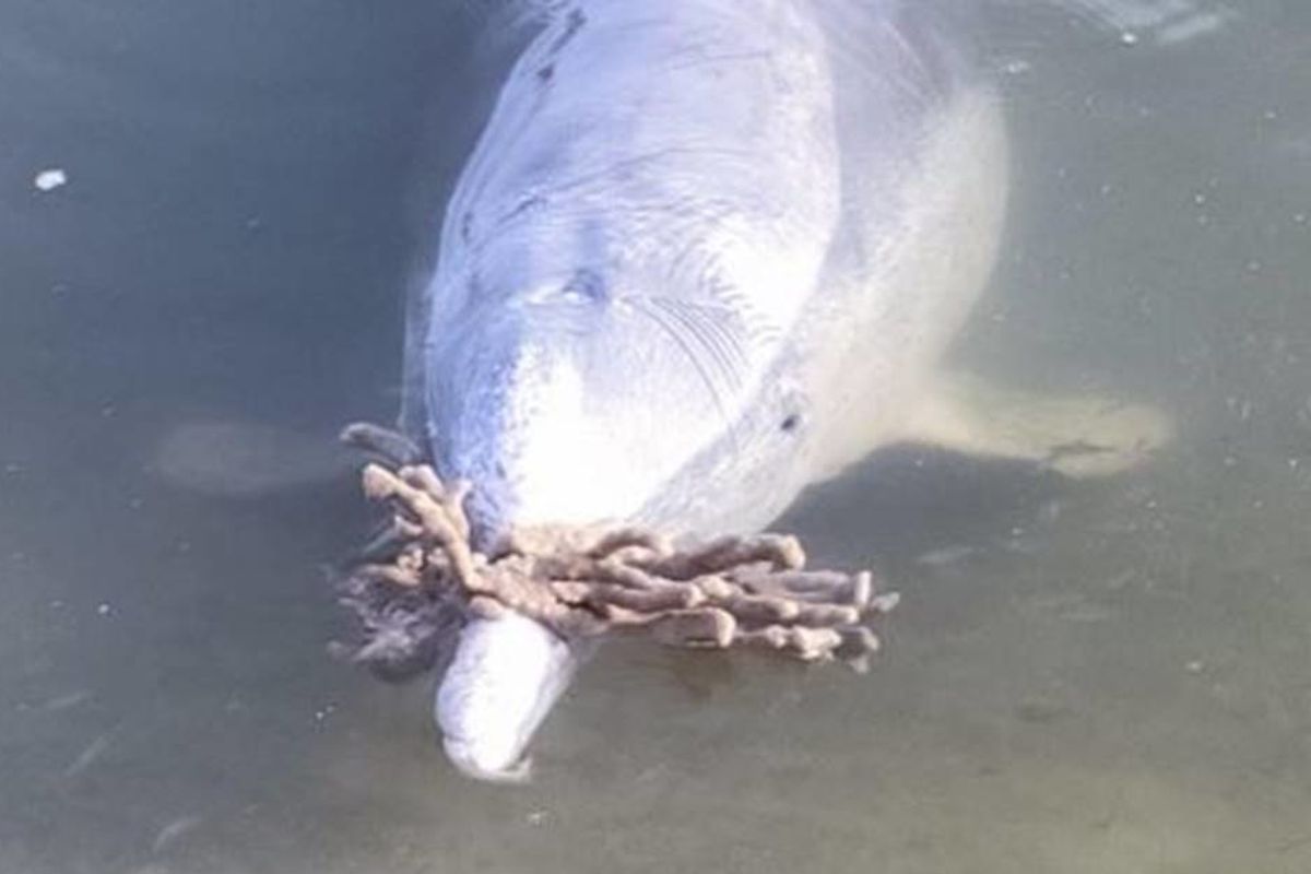 Dolphins at a popular tourist spot are bringing gifts to presumably entice humans to return
