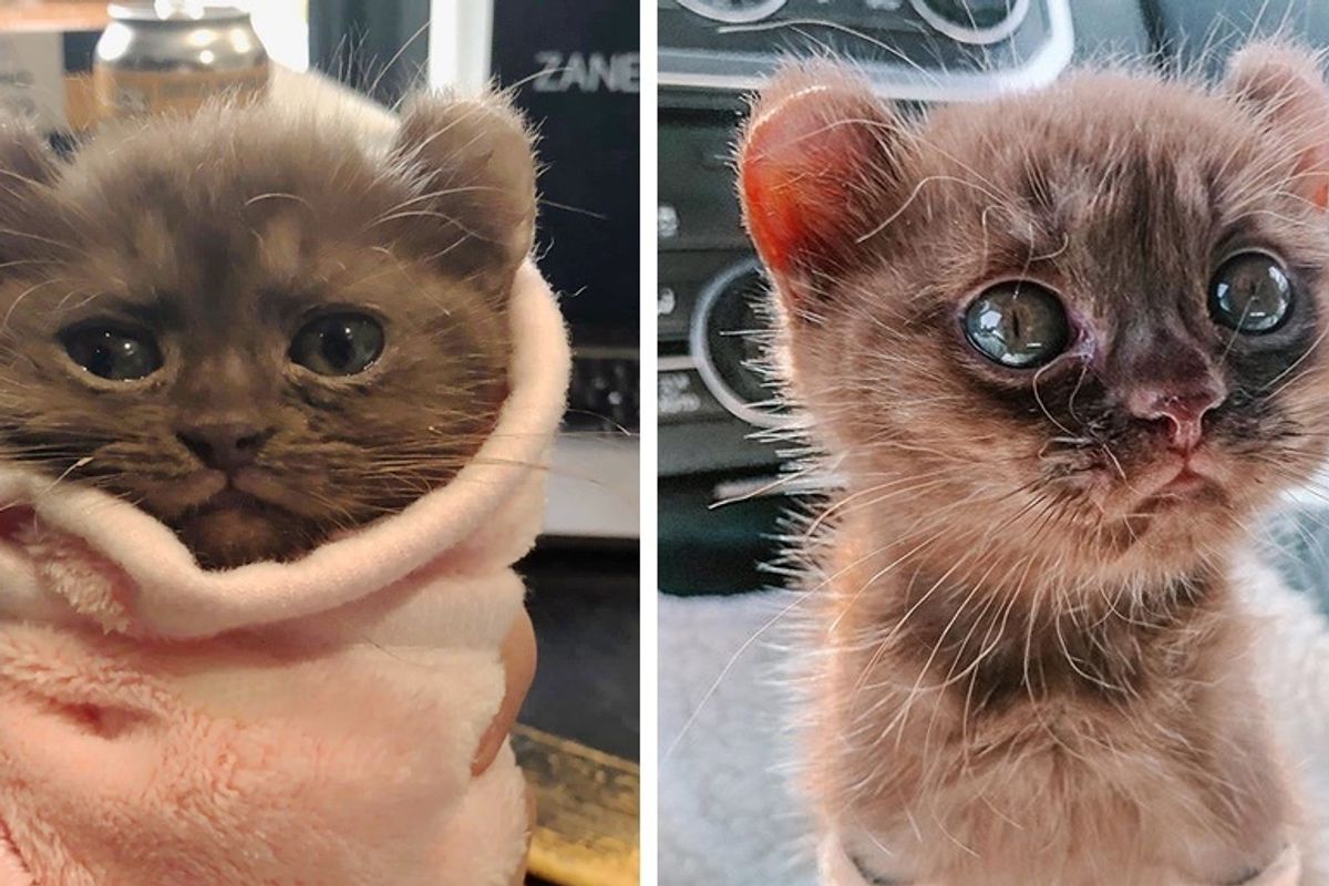 Kitten with Teddy Bear Ears Steals Hearts with Her Strong Spirit