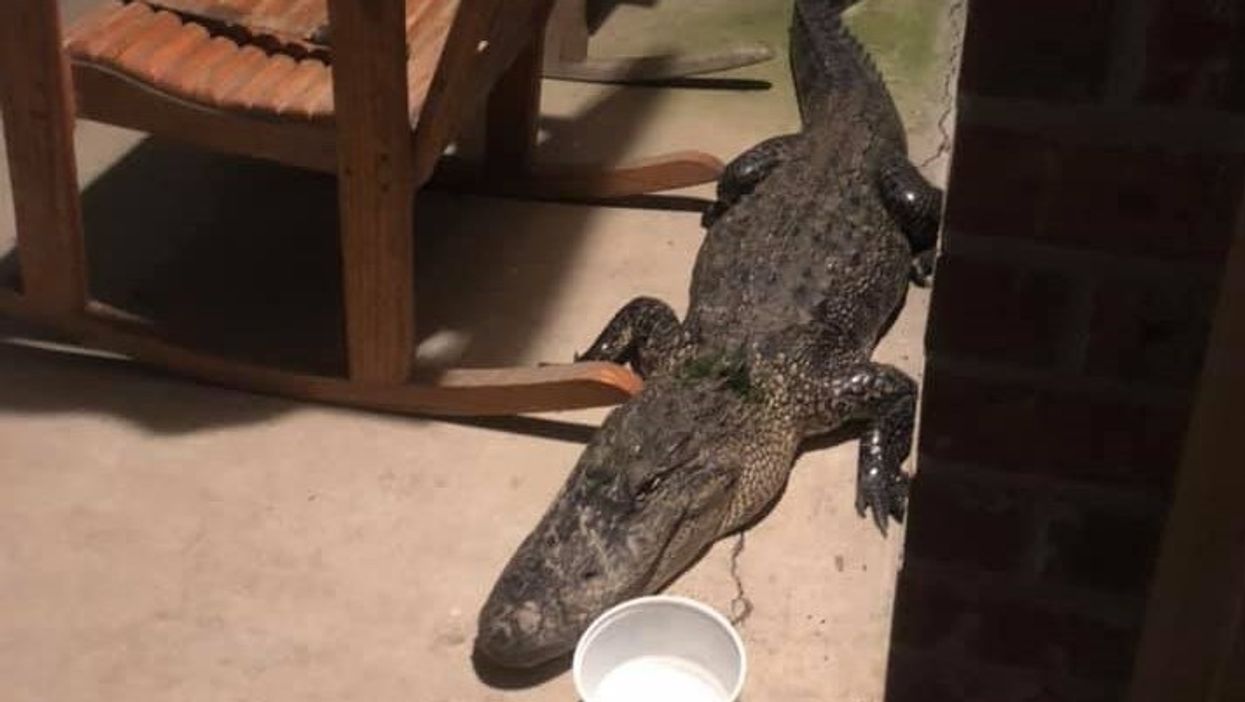 Louisiana woman nearly steps on 8-foot gator blocking her front door