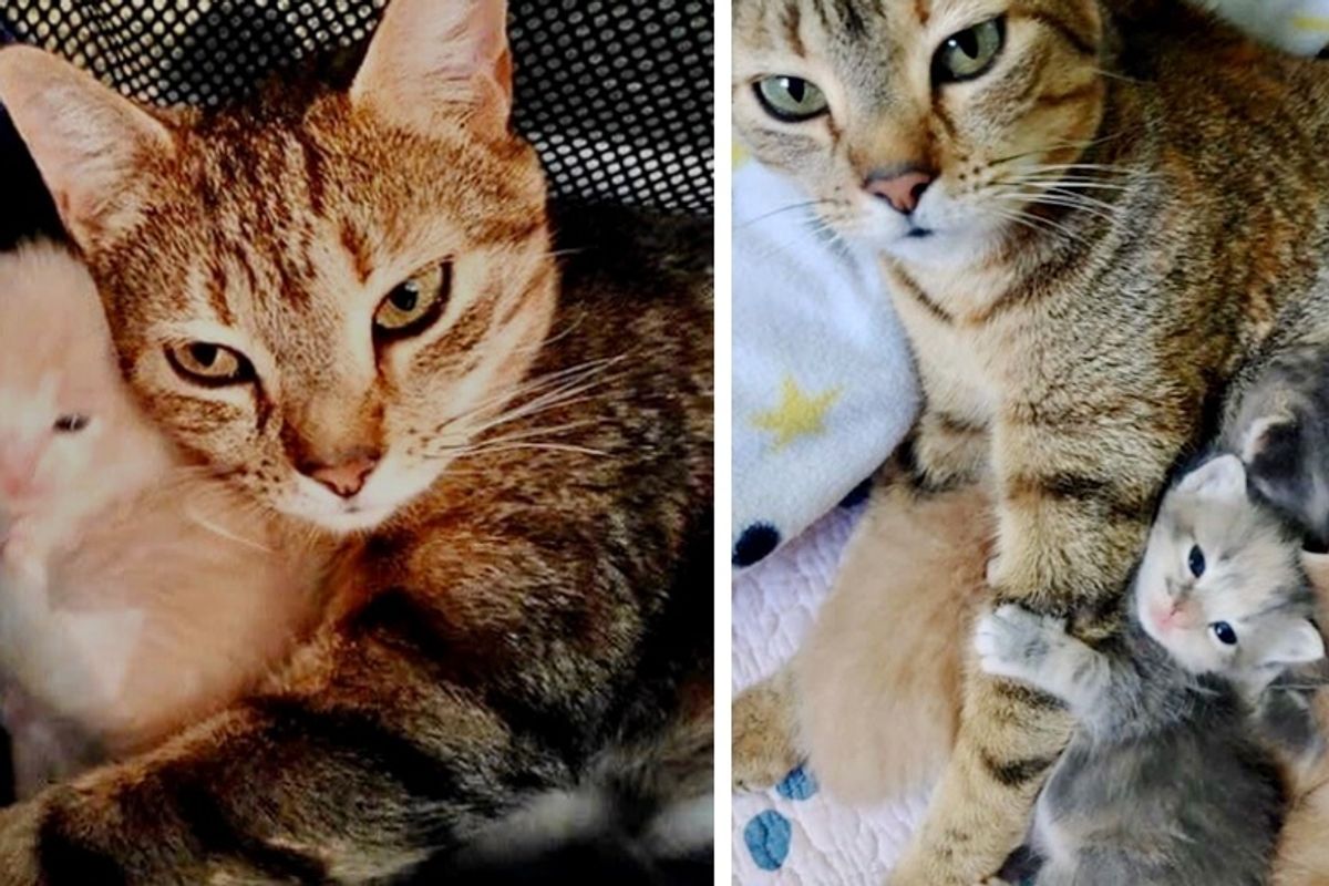Stray Cat Meows with Joy When Reunited with Her Kittens at Shelter