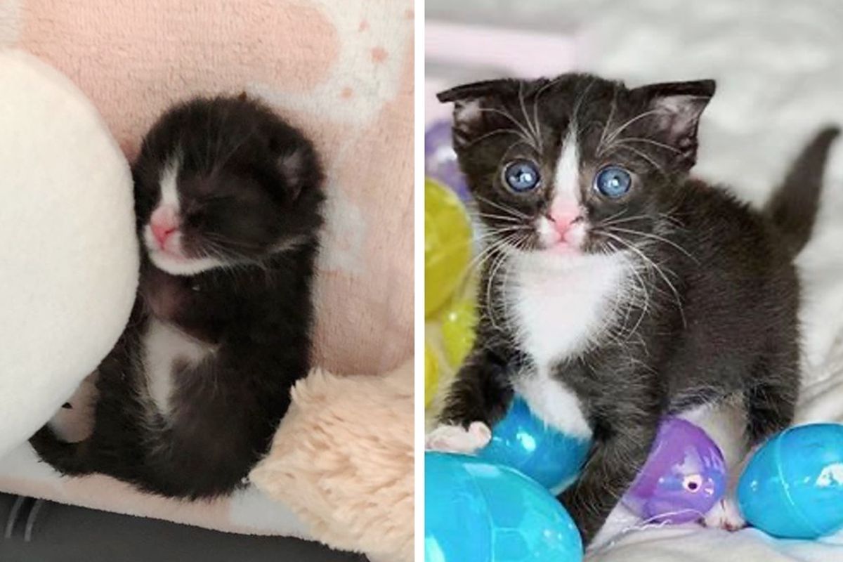 Pint-sized Kitten with Floppy Ear Blossoms into Beautiful Tuxedo