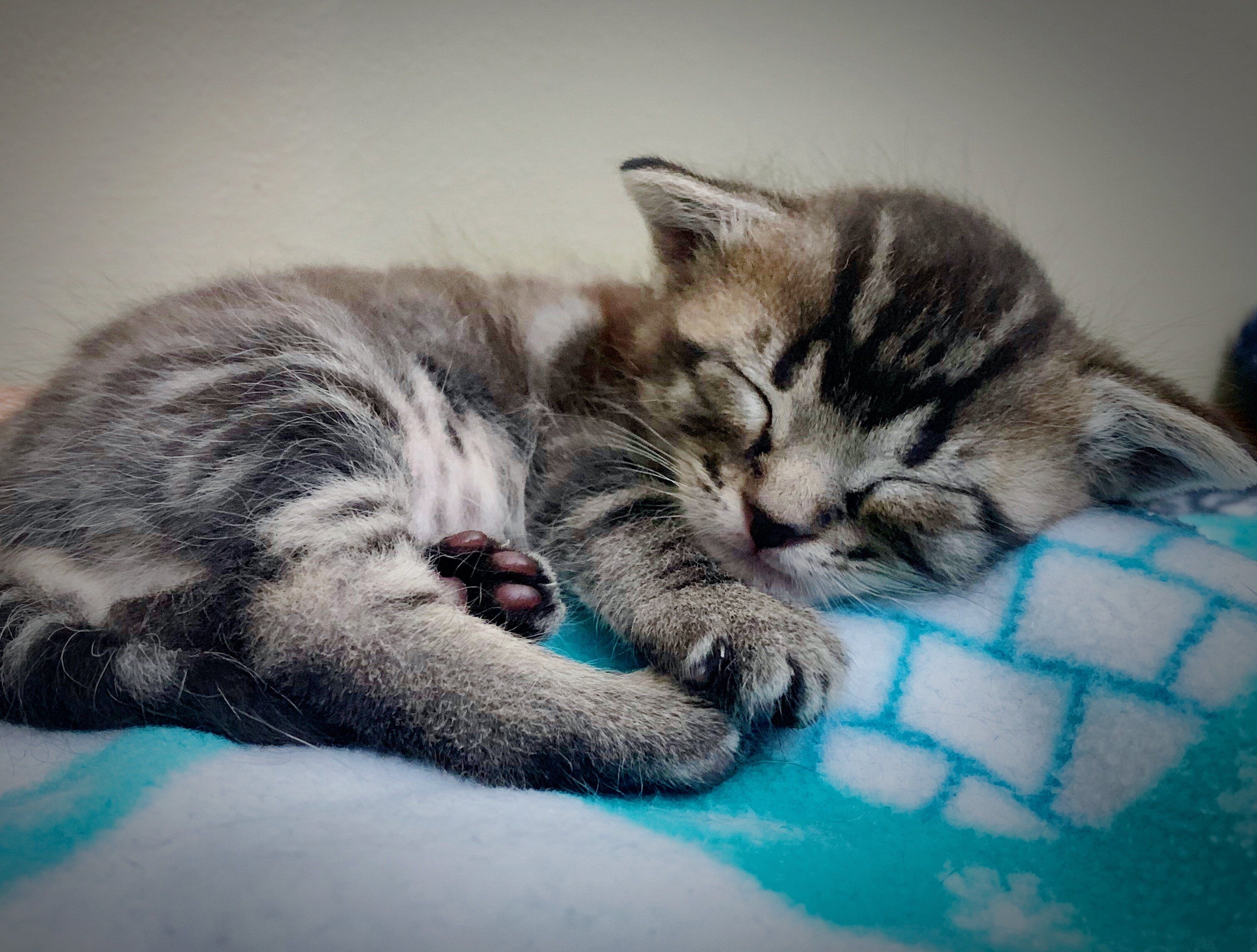 Why Do Cats Purr? Cats and Kittens Purr for Extraordinary Reasons