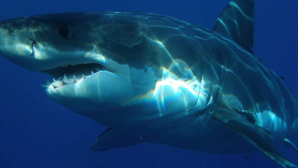 Scuba divers capture video of close encounter with great white shark off Alabama's coast