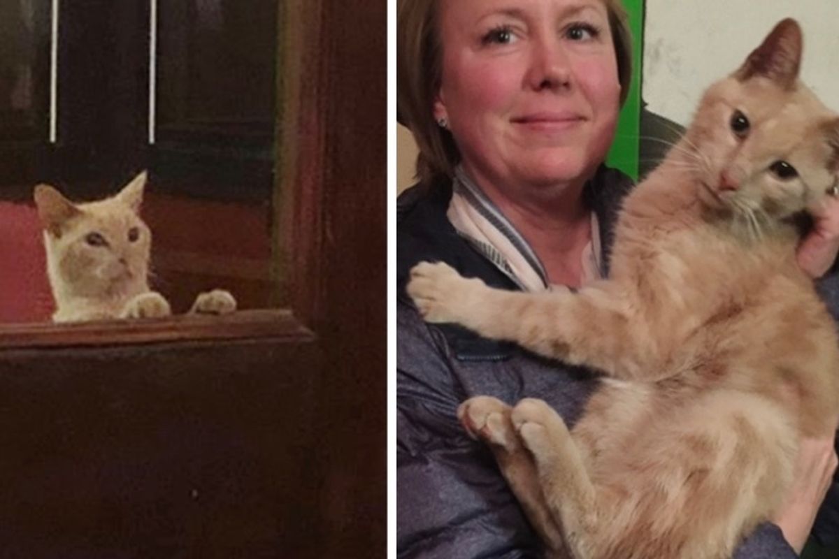 Couple Went Out for Dinner and Came Home with Sweetest Cat in Their Arms