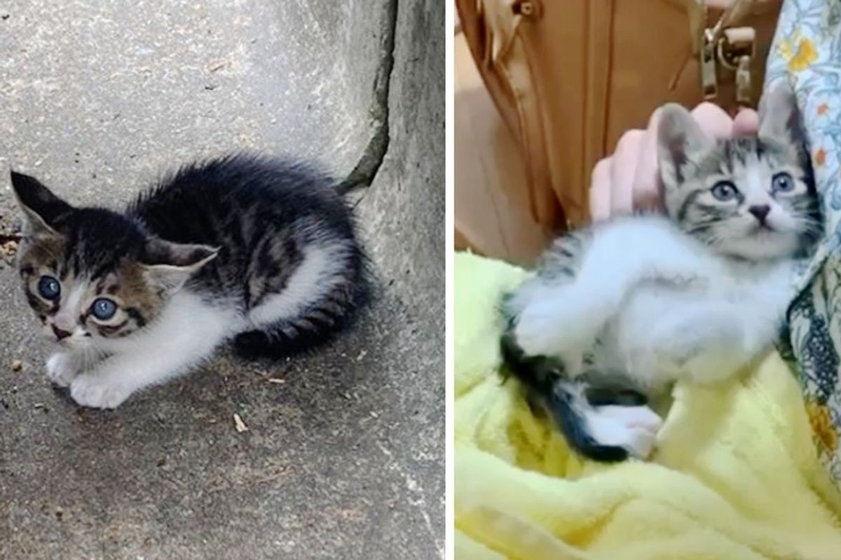 Kitten Found in Drainage Ditch Gets New Place of Her Own