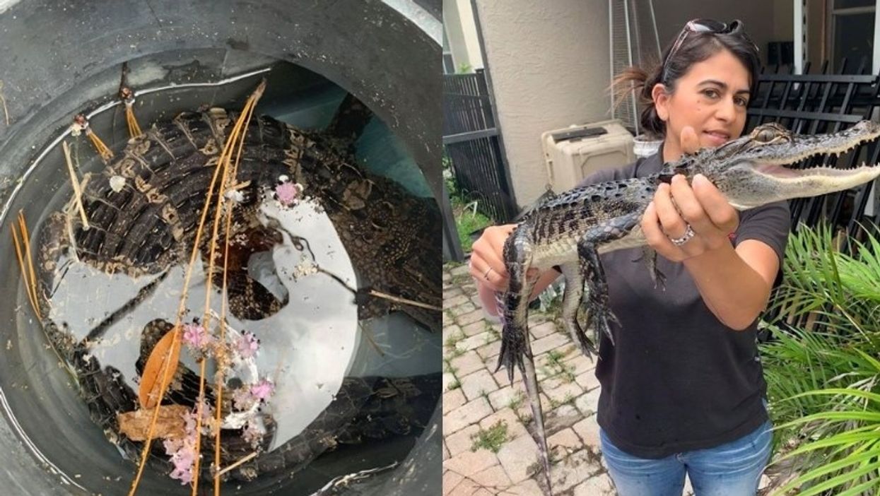 Florida family finds baby alligator in pool filter, votes to never clean pool again