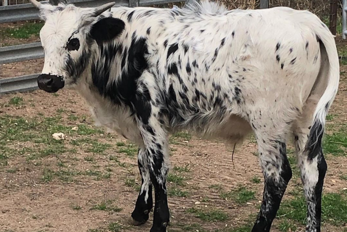 Name this Longhorn: Austin Zoo runs contest on what to call its newest resident