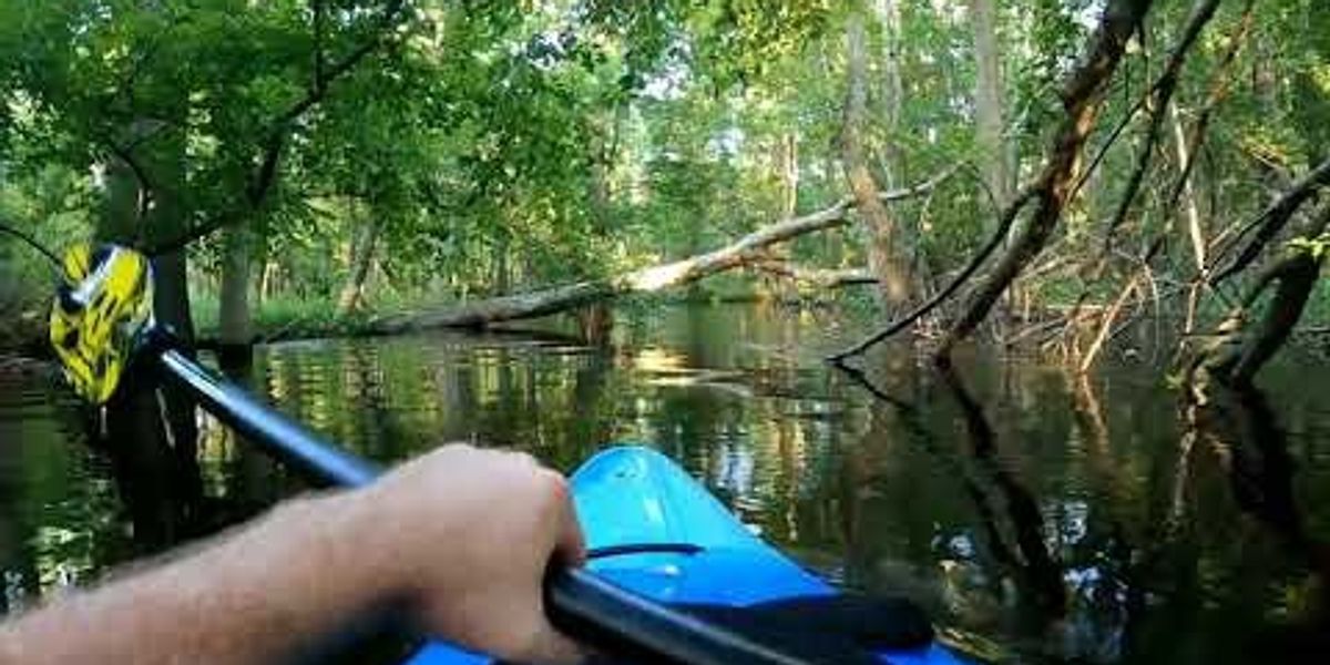 Alligator charges North Carolina man's kayak, and he remains
