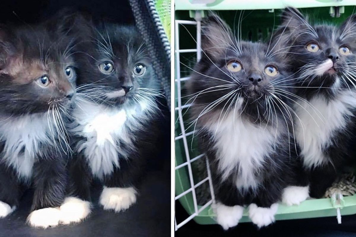 Twin Kittens Won't Leave Each Other's Side and Are Looking for Home Together