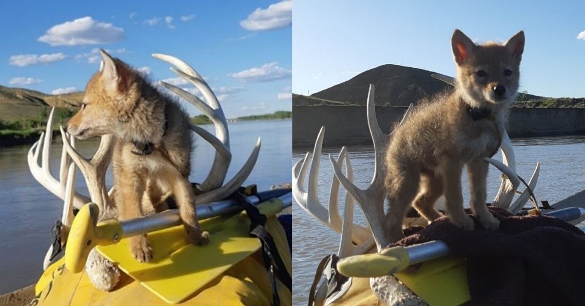Man Nurses Coyote Pup Back To Health During Rafting Trip After Saving It From Drowning Using CPR