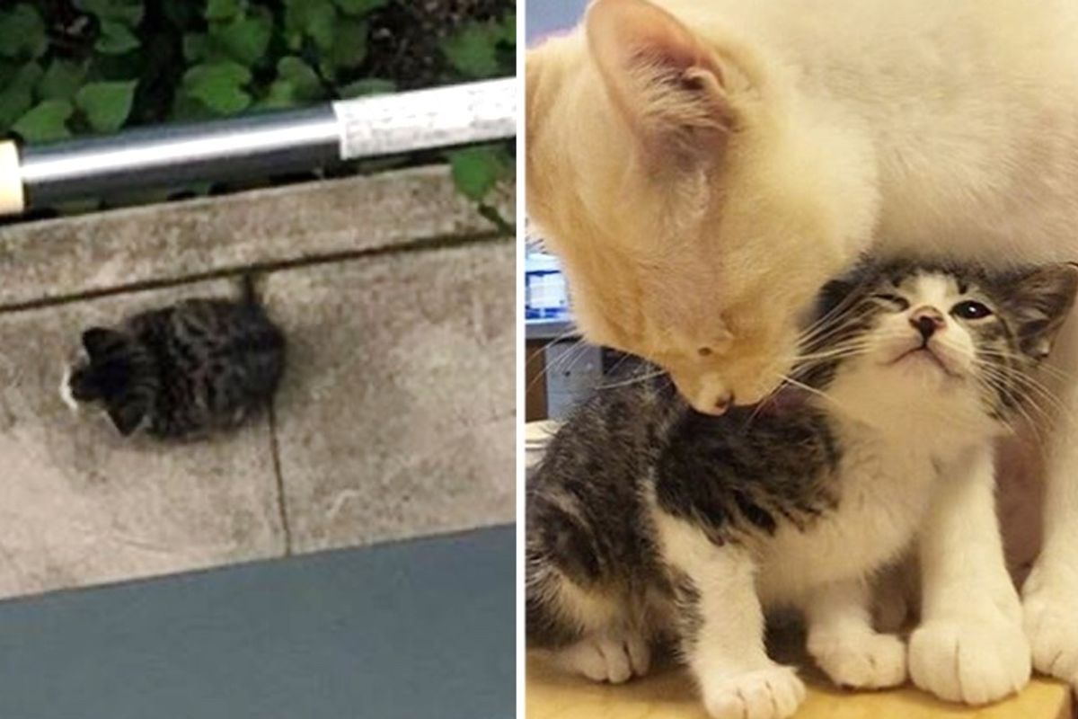 Stray Kitten Found Sitting Alone in Yard Gets Help to Thrive