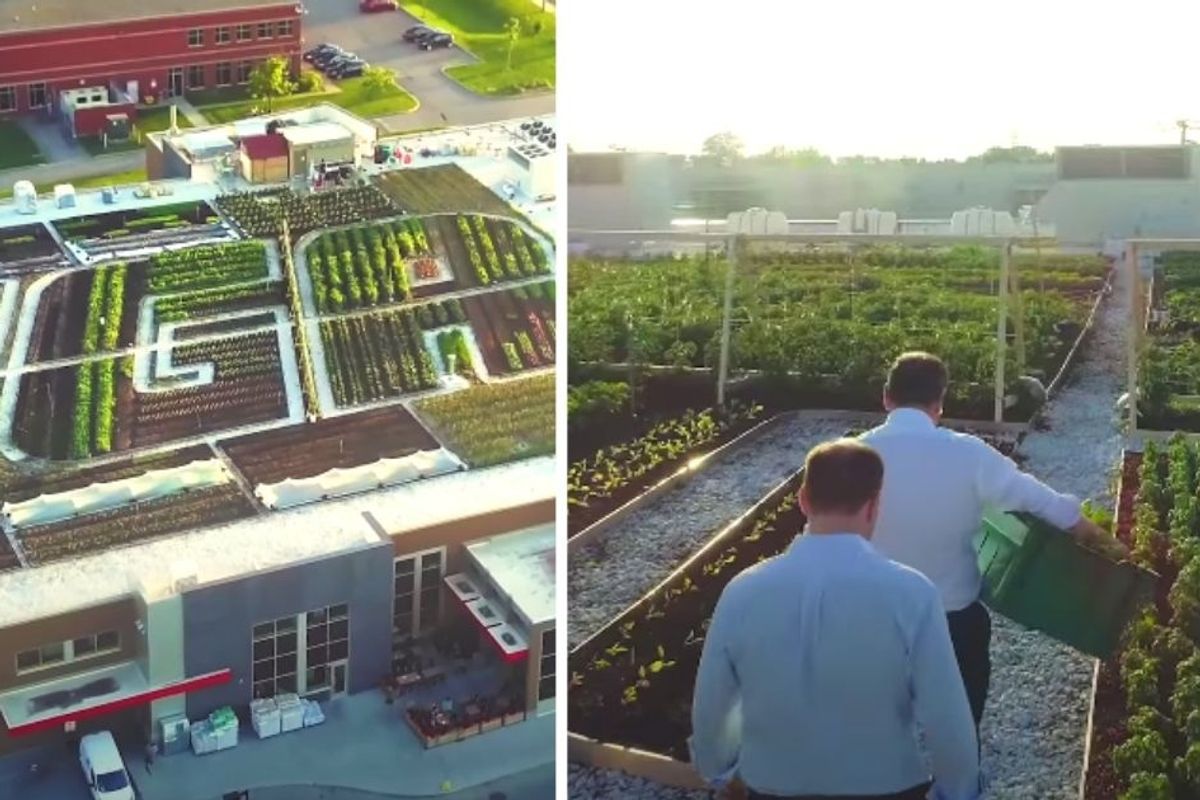 Canadian IGA grocery store sells organic produce and honey from its own rooftop garden