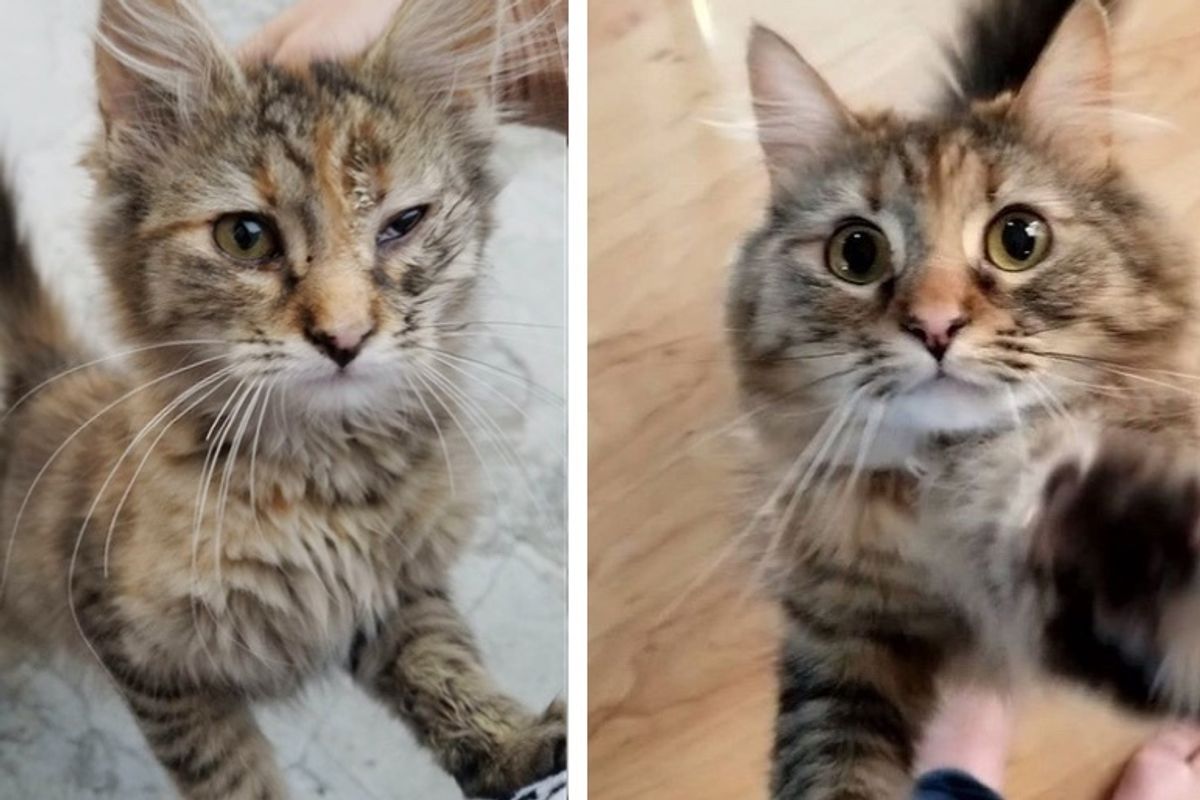 Stray Kitten Turns into Happy Fluffy Cat After Family Found Her in Parking Lot