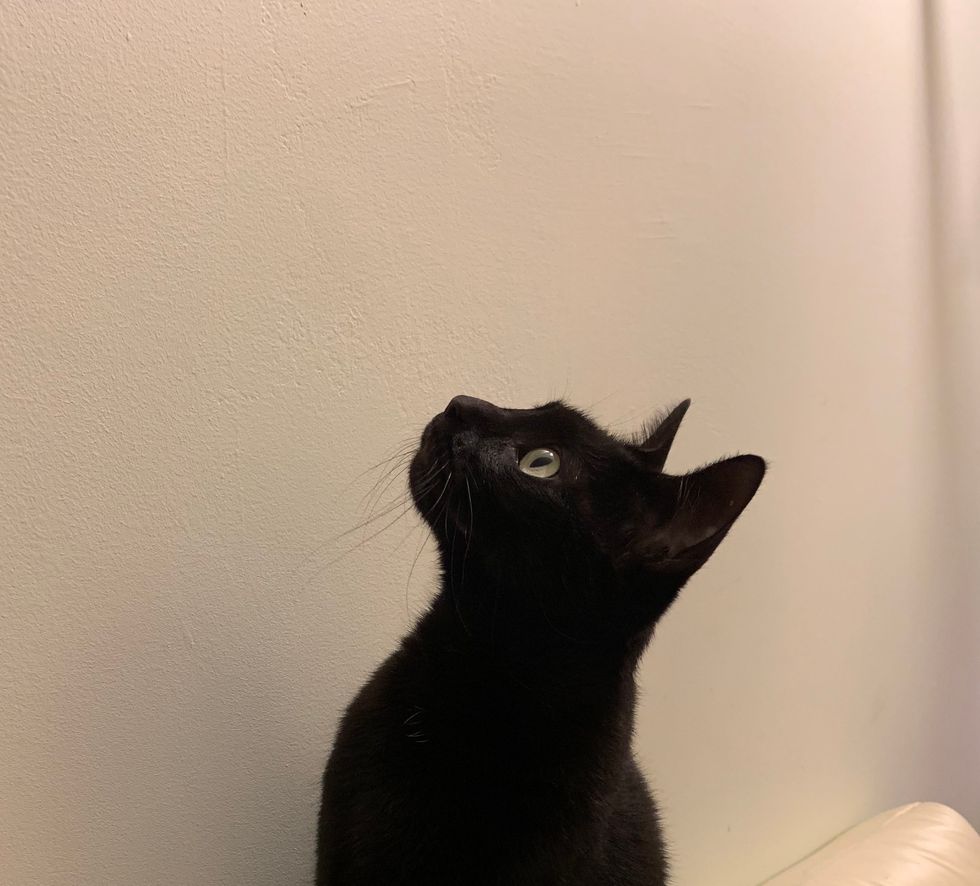 Meet My Cat: Shadow Who Lives In New York City