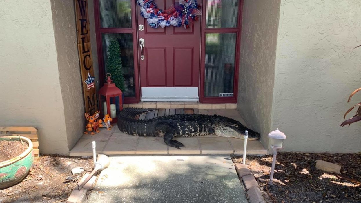 Two-legged alligator takes over family's porch, does not appreciate being evicted