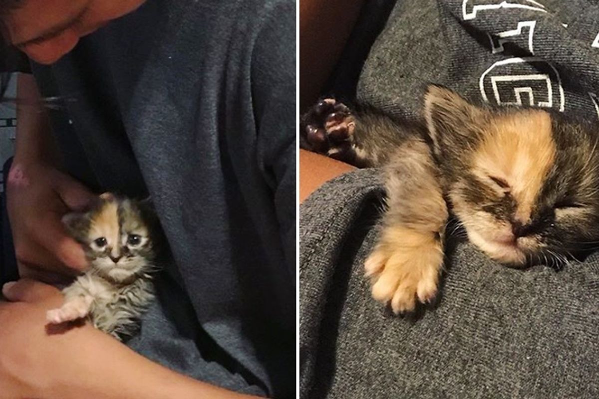 Kitten Found in a Field Cuddles Young Man and Insists On Staying with Him