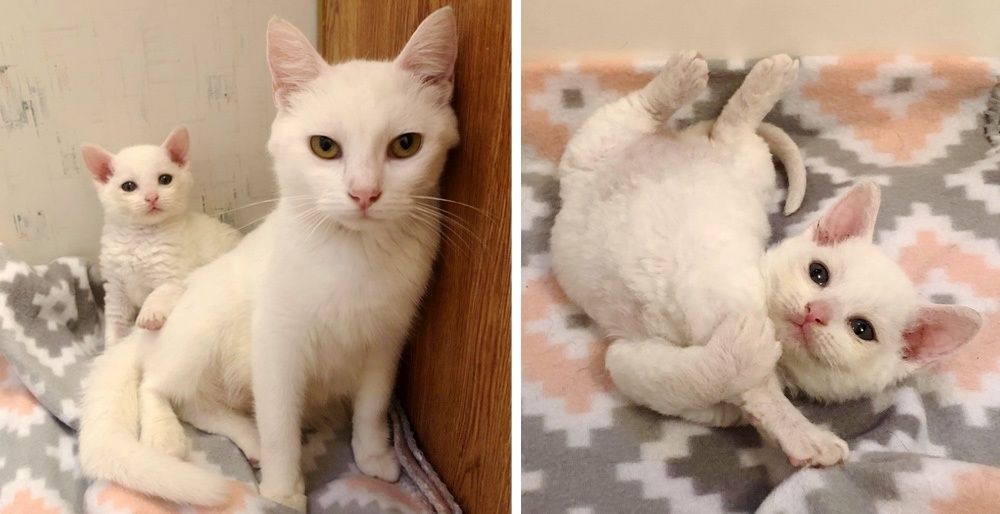 Stray Cat Brought Her Kittens to Family's Yard So Their Lives Could Be