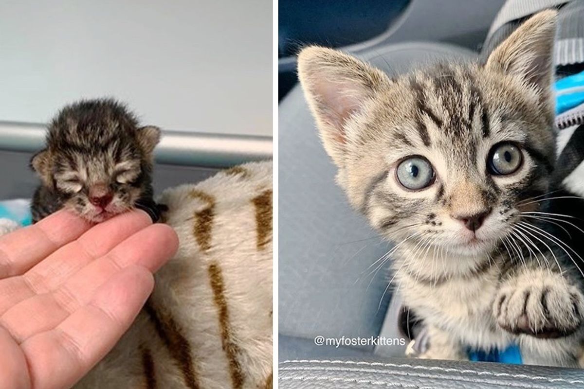 Kitten Fell Out of Moving Car, Found Kind Family to Help Him Thrive