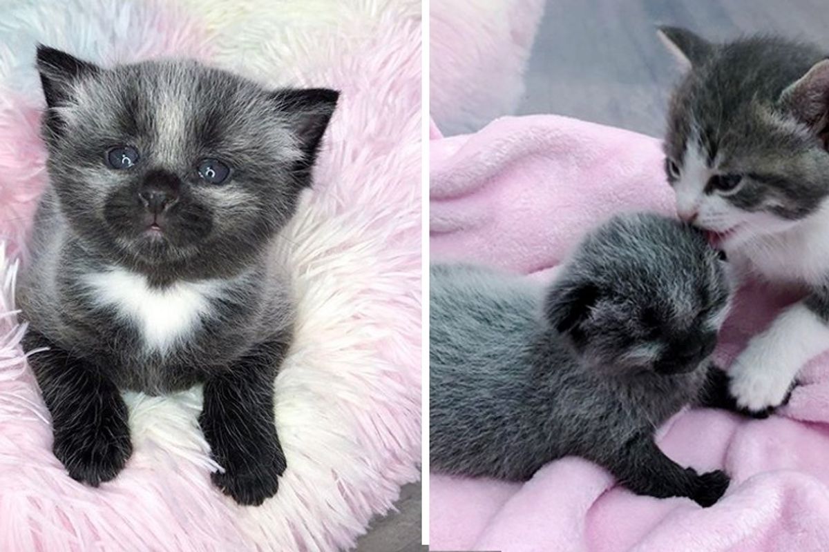 Kitten with Unusual Coat is Taken in By Cat Family After Being Found on Sidewalk
