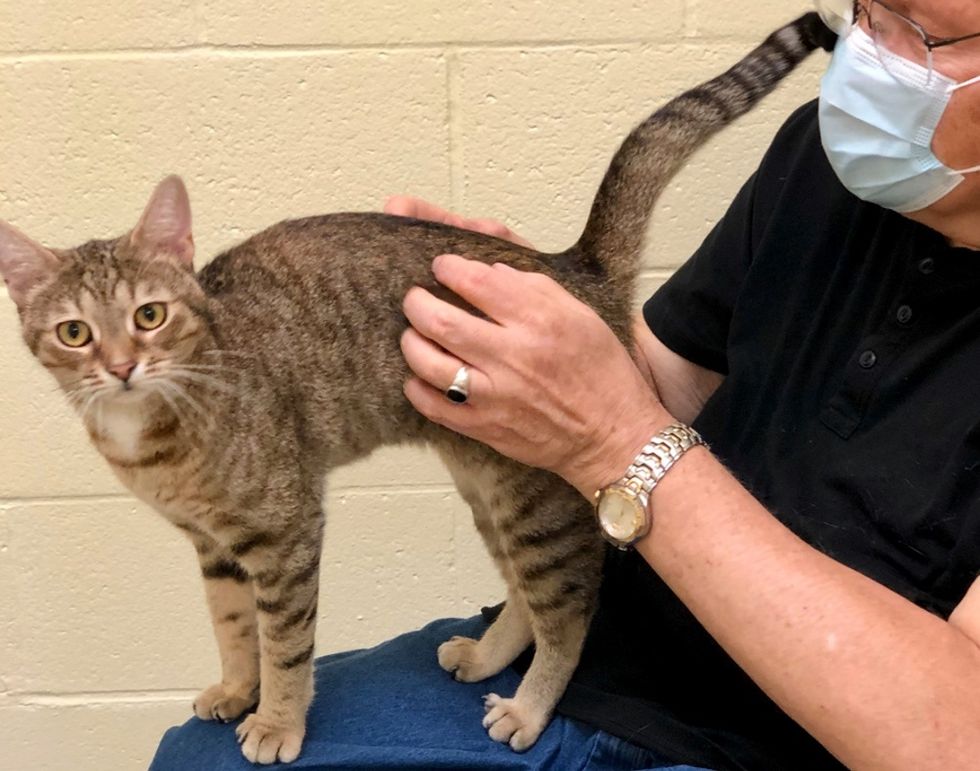Cat Cuddles Up to Man and Asks Him to Take Her Home After Being Rescued