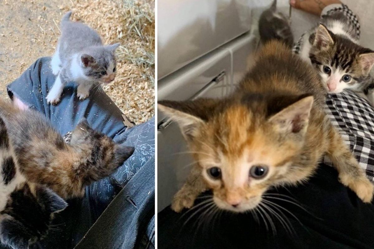 Kitten Ran Up to Family on a Farm and Brought Her Siblings Along